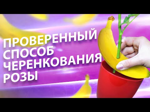 КАК УКОРЕНИТЬ РОЗУ