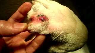 Grass seed abscess / lump on dog's paw - Surry Hills Vet(, 2013-11-05T13:00:28.000Z)