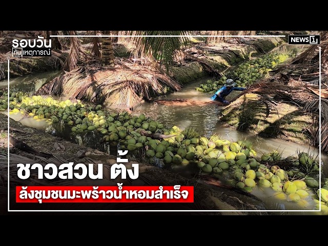 ชาวสวน ตั้ง ล้งชุมชนมะพร้าวน้ำหอมสำเร็จ : รอบวันทันเหตุการณ์ 17.00 น./ วันที่ 3 มิ.ย.69