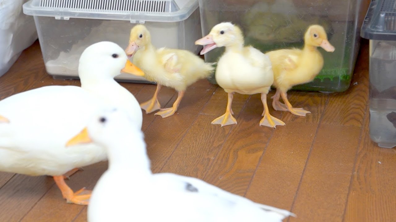 The hatched ducklings meet their mother for the first time - YouTube