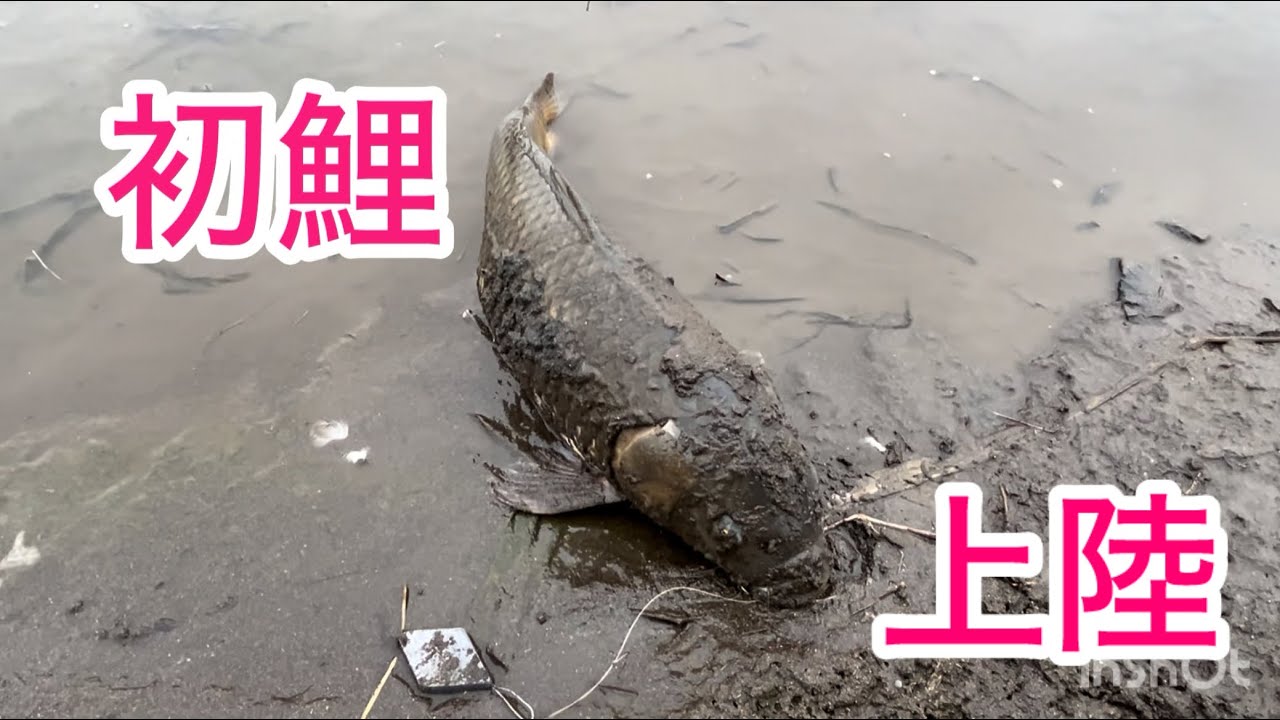 【初鯉】2026最新カープフィッシング【スピニングリール】※転倒動画あり。面白くないけど。#両軸遠投 #PENN Surf Master 200