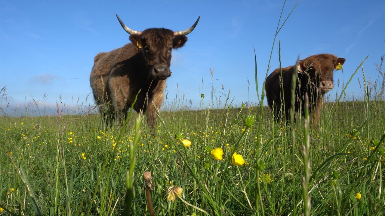 Коровы Минчинхэмптона Коммона