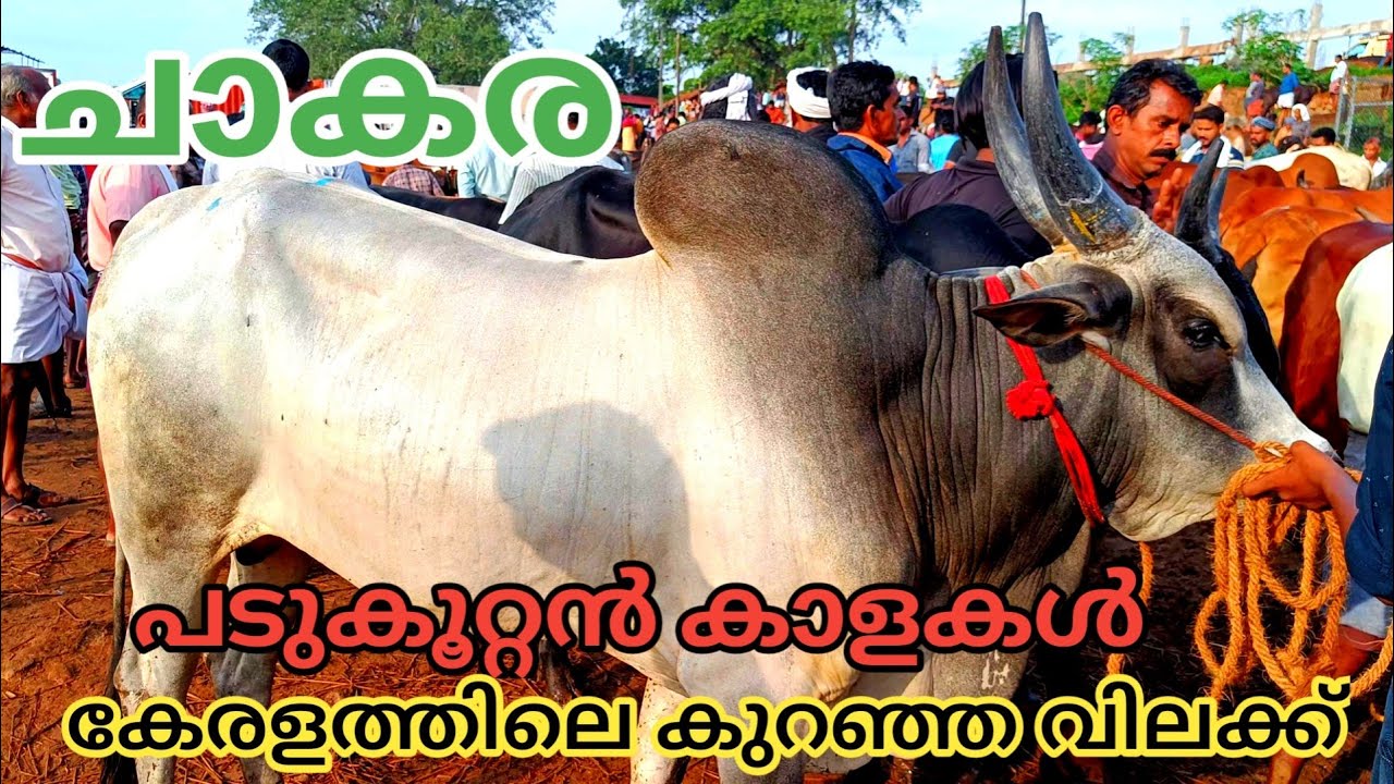 കൂറ്റൻ കാളകൾ | പെരുന്നാൾ ചന്ത | 2023 |വില സഹിതം | Vaniyamkulam | bull | Buffalo | TECH AND VLOGS