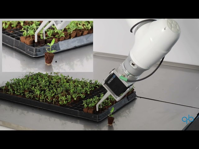🌱The qb SoftClaw performs automatic extraction of cuttings from trays.