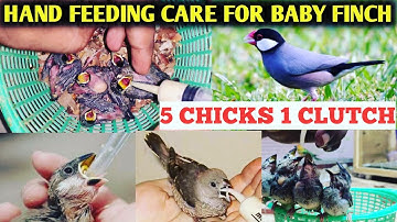 Hand feeding baby finch | How to hand feed finch | Java finch | Tamil