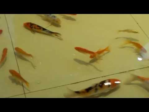 Video: Gnadenloser Rosafarbener, Schmaler Goldfisch