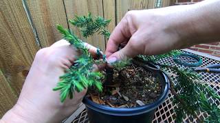🌱 Backyard Bonsai #3 🌱 How to turn a store bought Juniper plant into a cute Bonsai tree