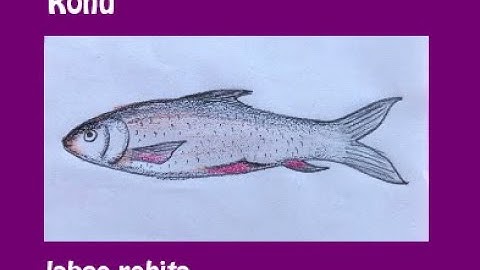 রুই মাছ | fish drawing | original audio tutorials #satisfying #creativeart #drawingforbeginners