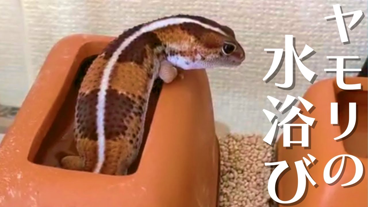 ニシアフリカトカゲモドキの水浴びについて | ニシアフかわいい！
