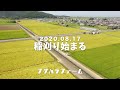 2020稲刈りスタート