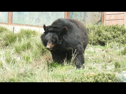 ГЕЛЕНДЖИК. ГИМАЛАЙСКИЕ МЕДВЕДИ. ЖИВОТНЫЕ САФАРИ-ПАРКА