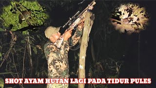 BERBURU AYAM HUTAN DAN KANCIL DI HUTAN KALIMANTAN