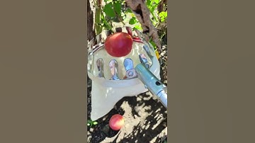 Fruit Picker Harvest Basket | Gardening Tools | Foldable Fruit Catcher | By Amazon ProBox