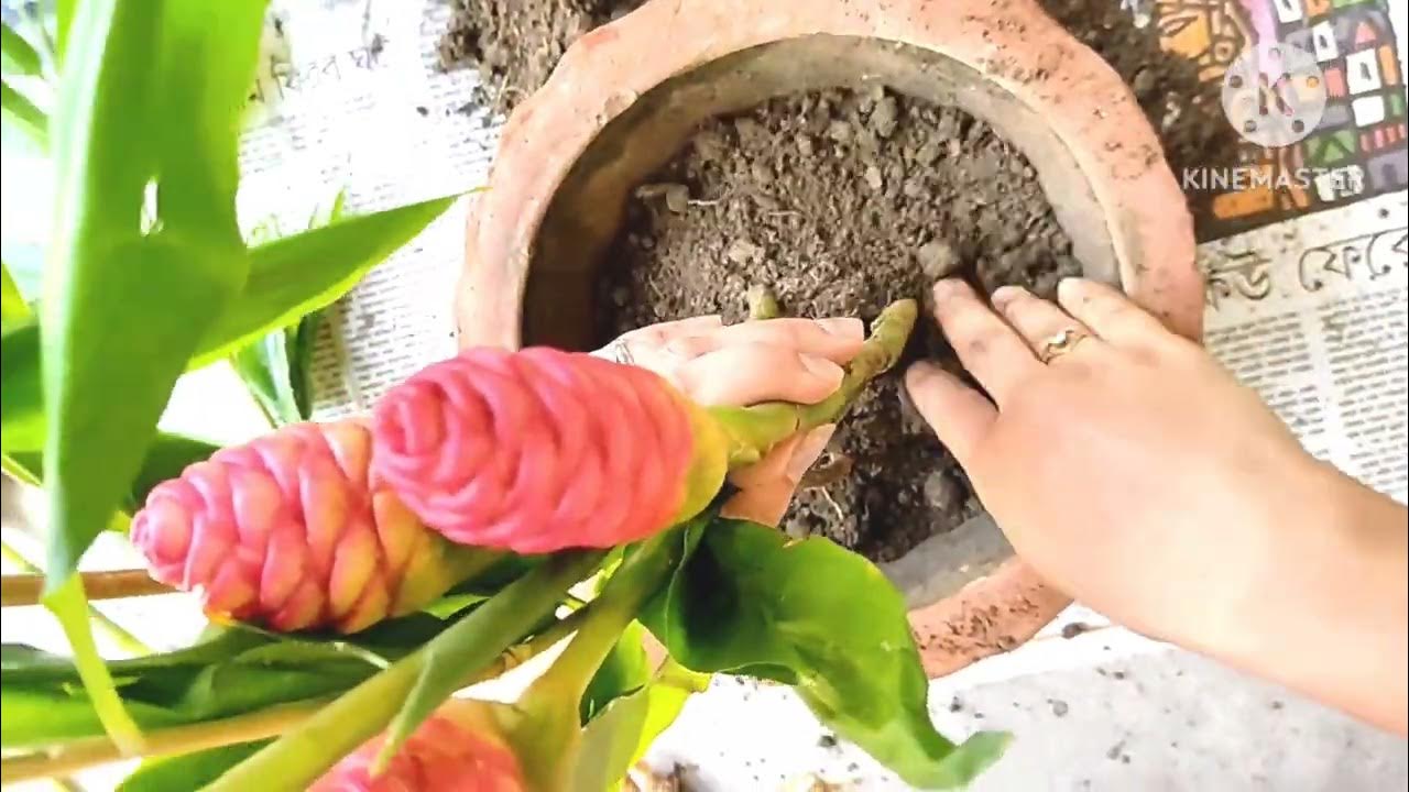 How To Plant Shampoo Ginger Plant Hawaiian Awapuhi Whimsy Crafter