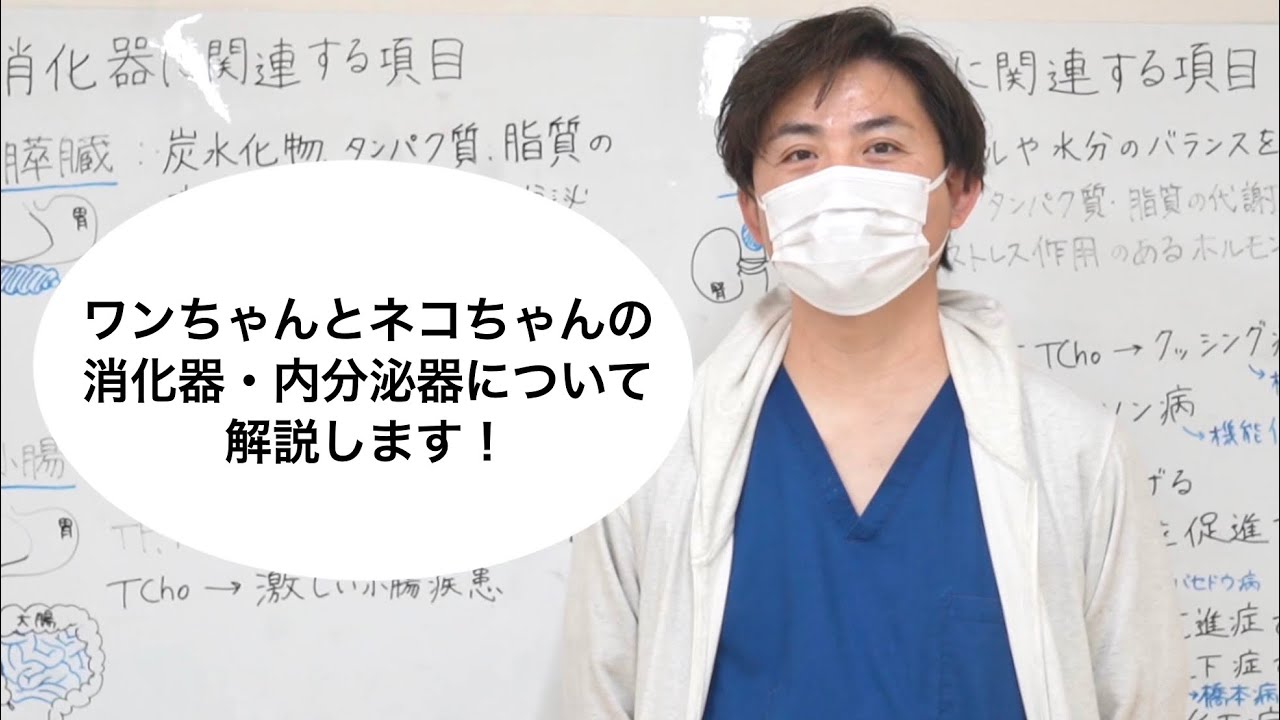 【ヒロ動物病院】健康診断について獣医師が詳しく解説します🐱🐶(消化器・内分泌器編) Part.4