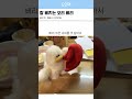 잘삐치는 오리 삐리🐤#협찬