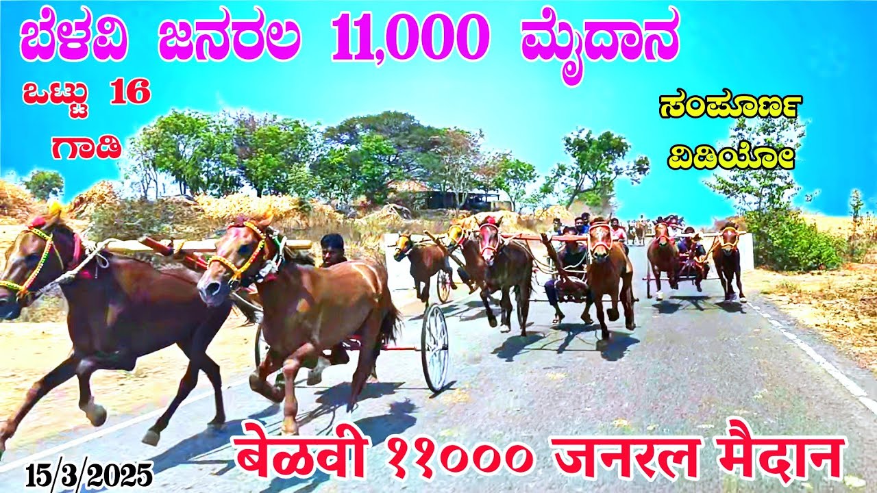 [ಒಟ್ಟು 16 ಕುದುರೆ ಗಾಡಿ] ಬೆಳವಿ ಜನರಲ 11,000 ಮೈದಾನ |बेळवी  ११००० जनरल मैदान #belavi  15/3/2025