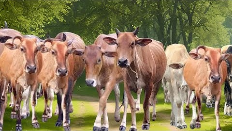 Video Mengiringi Sapi Lembu Gembala Lucu Pulang Menuju Kandang Ternak,Suara Sapi Lucu Moo,Sapi Jinak