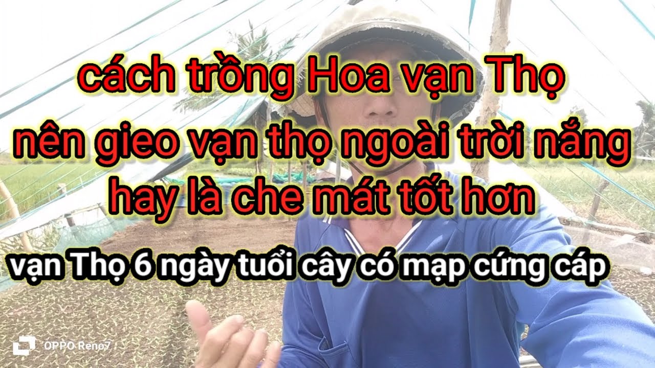 gieo hạt vạn Thọ bao lâu mới cho ra nắng là tốt nhất,van thọ 6 ngày tuổi tưới nước như thế nào