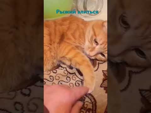 Немного моего рыжего кота в ленту)! #music #song #musica #хабаровск #dance #кот
