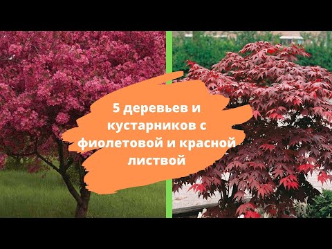 Видео: Красные листья деревьев - виды деревьев, которые краснеют осенью
