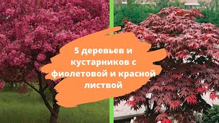 5 деревьев и кустарников с фиолетовой и красной листвой – расставляем акценты в саду