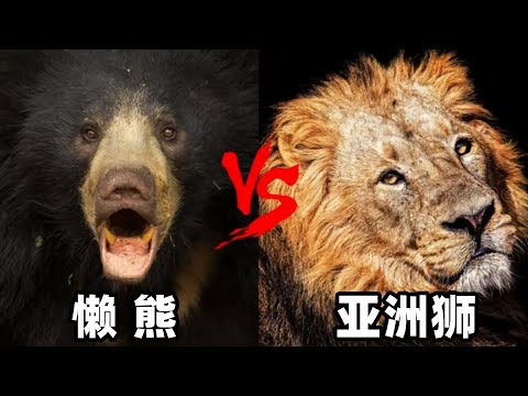 懒熊vs亚洲狮，谁才是真正的南亚之王？孟加拉虎表示不敢惹