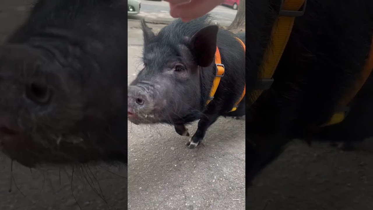An amazing little piglet with a beautiful owner is walking along the streets of Odessa.