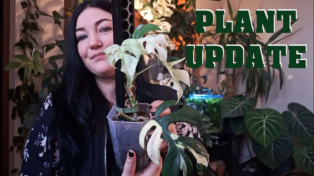PLANT UPDATE  / CO NOWEGO U TYCH ROŚLIN ?