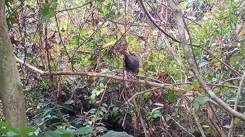 Poj tsauj zoo nyiam nug tau 02057797973