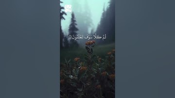 #سورة_التكاثر #اكسبلور #سعد_الغامدي