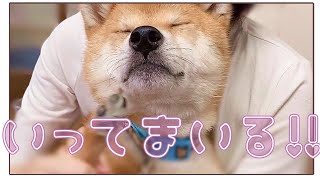 保護犬の預かりvlog Lima O Mama Nghenhachay Net