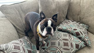 Rainy Saturday Afternoon! Calvin The Boston Terrierist! is live!