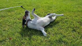 funny jack russell playing, cute puppy having fun