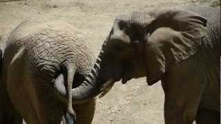 Elephant Eats Poop! HD