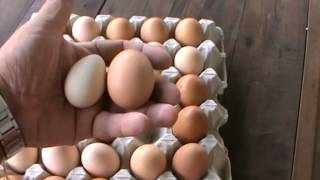 Guinea egg comparsion with a chicken egg