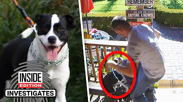 How much does it cost to have someone come walk your dog?