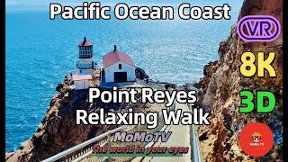 【360° VR】North Pcific Ocean Coast - Point Reyes Relaxing Walk - 8K 3D 360 VR Video