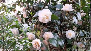 Beyaz Katli Kamelya.