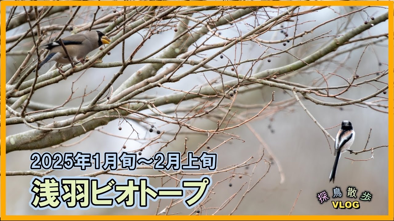 【探鳥散歩 VLOG】浅羽ビオトープ 2025年1月下旬・2月上旬 凄い数のイカルの群れに遭遇