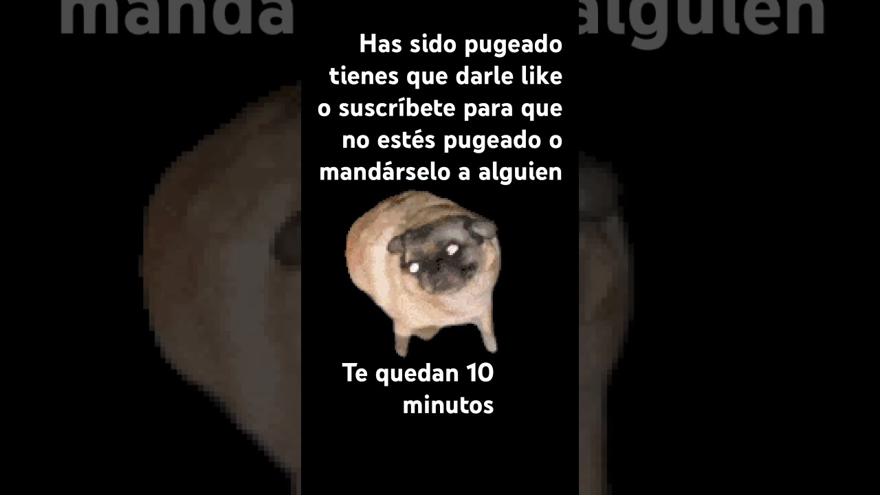 pug - YouTube