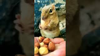 squirrels eating nuts