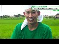 猫のひたいほどワイド #1106 潜入リポート・岡田翔大郎「今年も猫ひ田!稲穂を守れ!雑草抜き大作戦!」(大磯町)