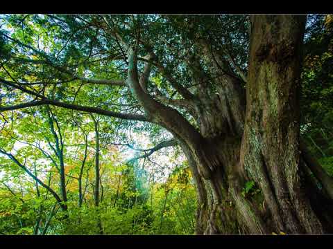 【BGM】森の中の小人　神秘的で不思議なかわいい曲