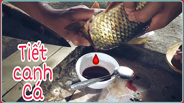 Cắt Tiết canh Cá Chép - Lần đầu ăn tiết canh Cá | Fish soup
