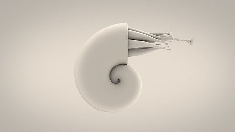 Way To The Nautilus // 4K UHD