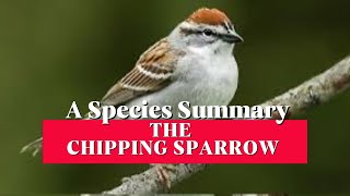Chipping Sparrow: Backyard Bird ID & Song!