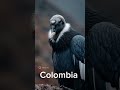 World national Animals.#animals #nationalanimals #ai @ssteller11