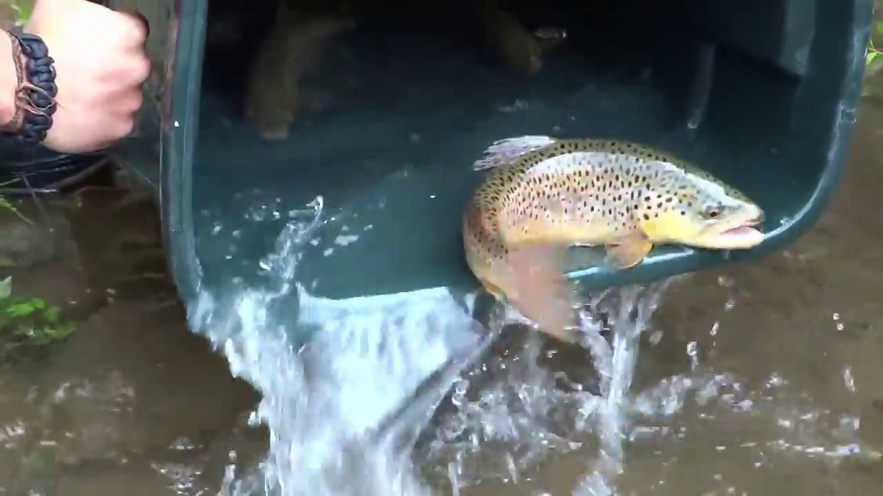 Brown Trout Club Stocking 2017 On Pine creek YouTube