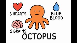 The Octopus Has 3 Hearts, 9 Brains & Blue Blood — Here's Why